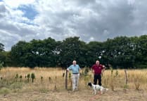 Wildflower meadow project is blossoming at Pierrepont Farm