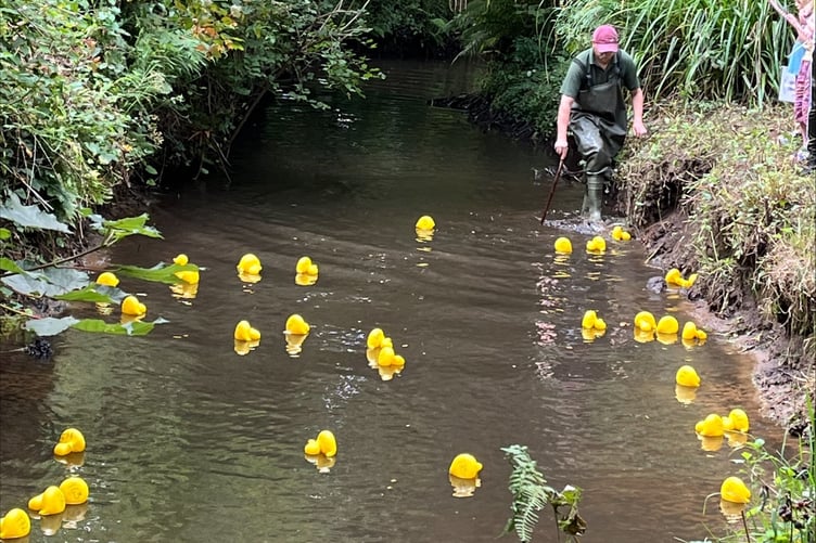 Ducks making their way down the River Deadwater