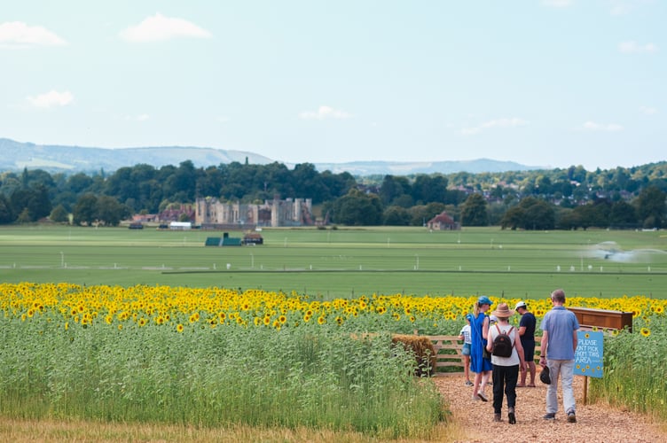 Sun, fun and fields of gold: A stunning sunflower patch awaits at Cowdray’s Maize Maze