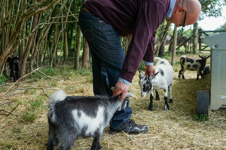 Man and goats.