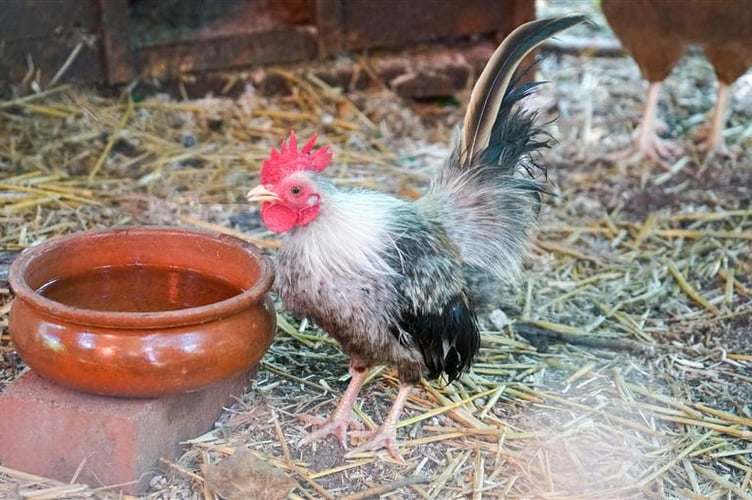 Chicken.
