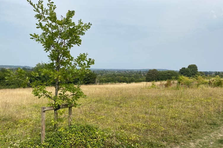 Runfold Ridge PIC2