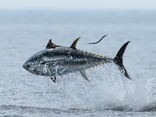 Faith Comment: When faith yields a bountiful catch