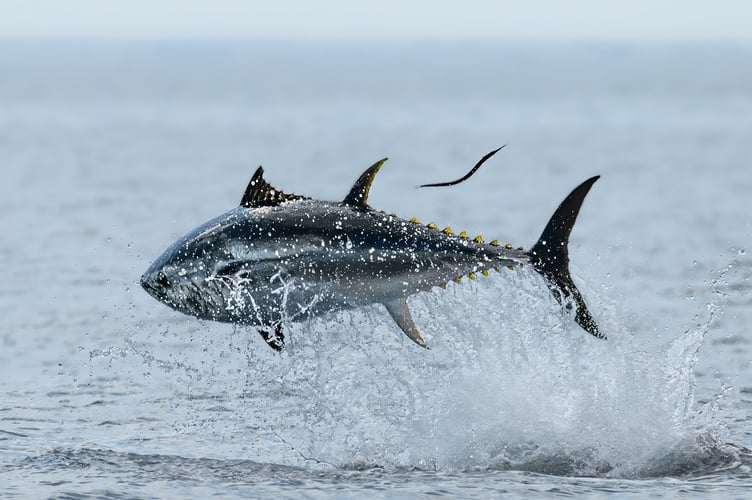 These stunning photos show the 'world's most expensive fish' leaping off UK waters. Wildlife photographer Ross Wheeler, 37, caught the bluefin tuna breaching the surface as they hunted prey off the coast of Penzance in Cornwall. He described the fish - which can grow up to four metres long - as "the size of dolphins," and described how the school chased their prey towards the rocky coastline before going in for the kill. "I was on a marine tour just out of Penzance, just off the south coast of Cornwall," said Ross.