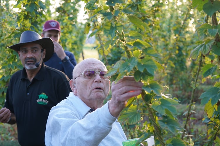 Hogs Back Brewery guest inspecting hops