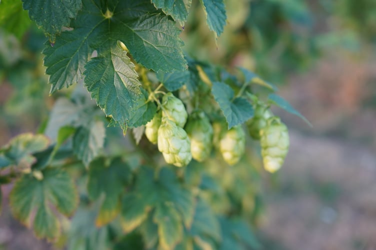 Hogs Back Brewery Hops