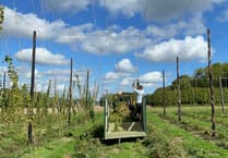 WATCH: Volunteers hop to it for Hogs Back harvest
