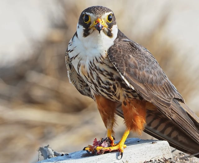 Wynde of Change: A Hobby we'll never tire of at Tice's Meadow