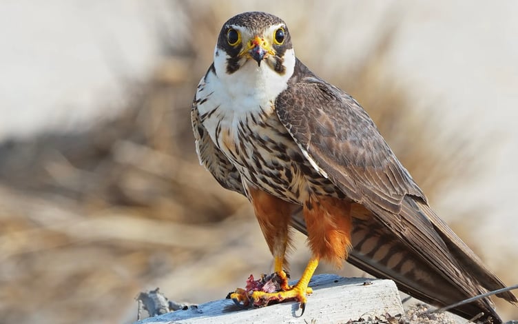 Hobby Bird Tice's Meadow Farnham