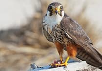 Wynde of Change: A Hobby we'll never tire of at Tice's Meadow