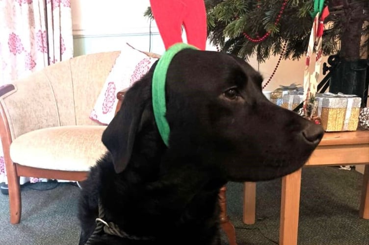 Black labrador Bentley is firm favourite of care home residents.