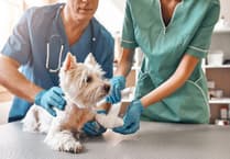 Half of LGBT+ vets face discrimination, new study warns