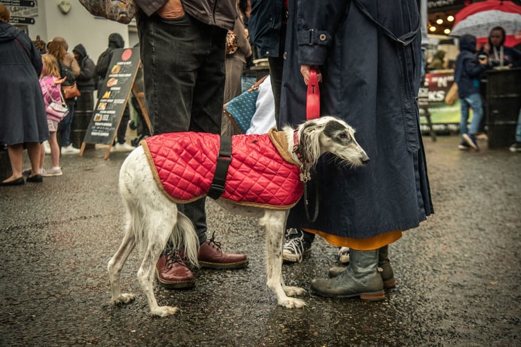 A canine visitor to Farnham Food and Drink Festival 2025.