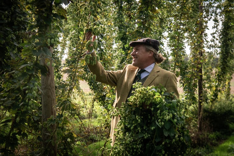 Hop Estate Manager inspecting hops
