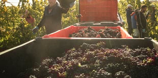 Winemakers prepare for vintage year after hot summer