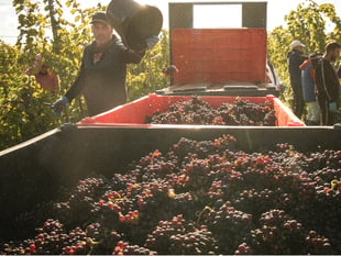 Winemakers prepare for vintage year after hot summer