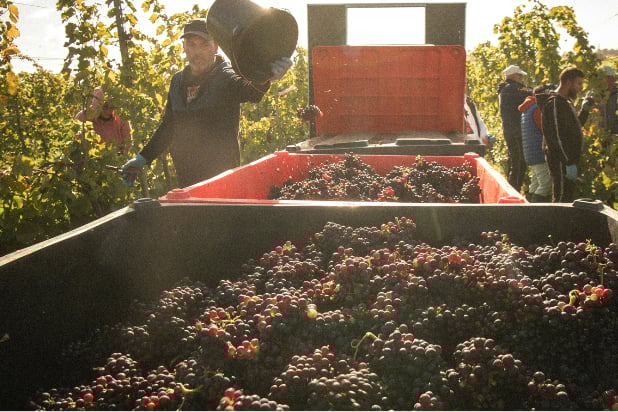 Workers harvest grapes at Penn Croft vineyard near Crondall.