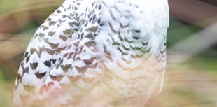 Birdworld hatches plans for a year of family fun