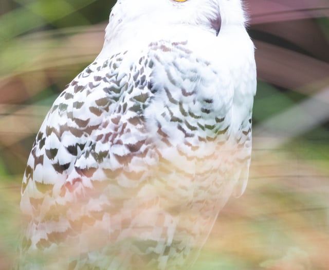 Birdworld hatches plans for a year of family fun