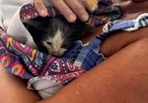 Help lucky Clover the kitten have a new life in Farnham