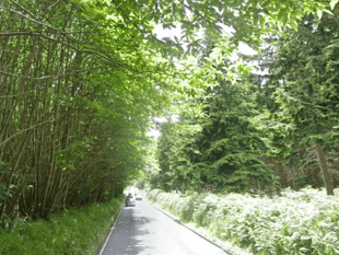 Haslemere cyclist dies after suspected hit-and-run