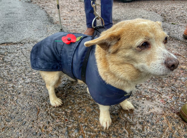 Even four-legged residents of Cutcombe joined the village Armistice Day Act of Remembrance. PHOTO: Leanna Coles.