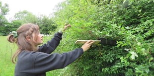 Festive appeal launched to help protect hazel dormice