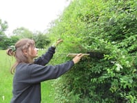 Festive appeal launched to help protect hazel dormice