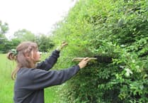 Appeal launched to help protect hazel dormice this Christmas