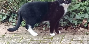 Family’s joy and despair over missing cat Max