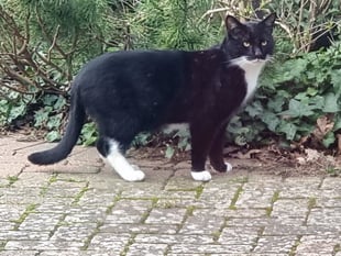 Family’s joy and despair over missing cat Max