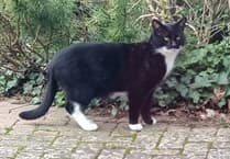 Family’s joy and despair over missing cat Max