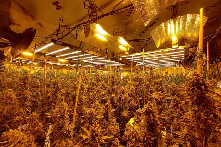 Cannabis factory Four Marks