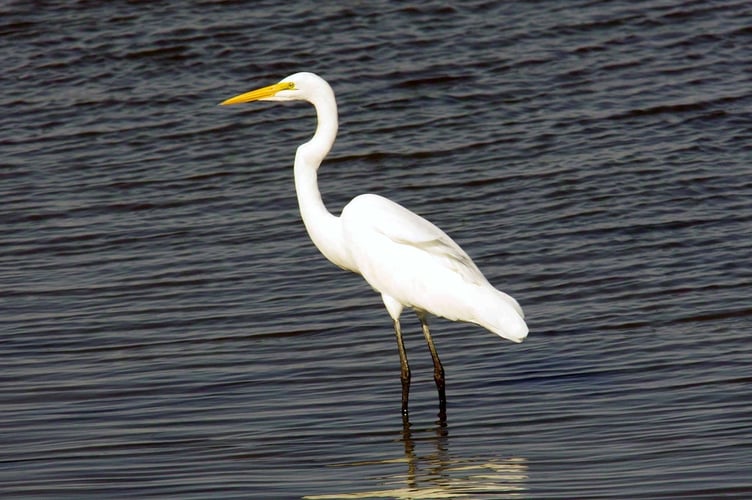 Great White Egret Tice's Meadow