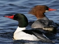 Wynde of change: Water development at Tice’s as fish is on the menu