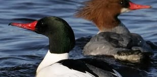 Wynde of change: Water development at Tice’s as fish is on the menu