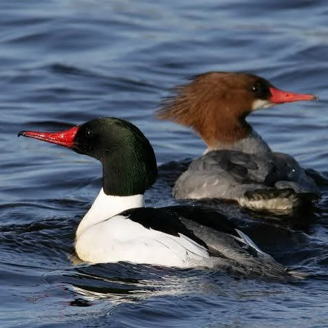 Goosanders Tice's Meadow