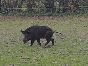 Boar spotted near East Meon as sightings continue in Petersfield area