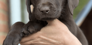 Charity wants volunteers to raise puppies training as assistance dogs