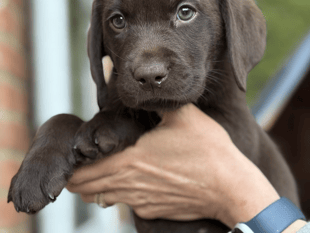 Charity wants volunteers to raise puppies training as assistance dogs