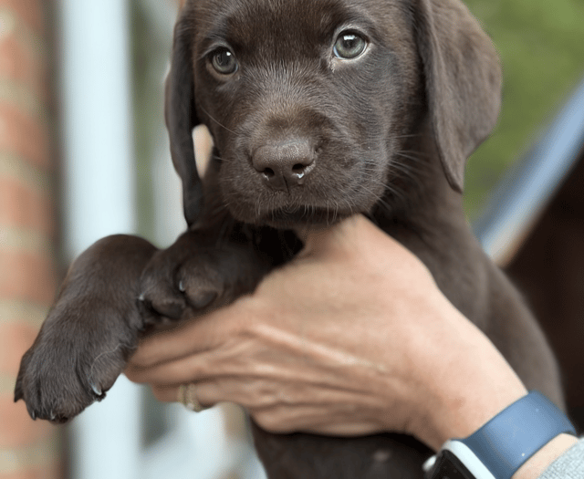 Charity wants volunteers to raise puppies training as assistance dogs