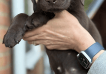 Charity wants volunteers to raise puppies training as assistance dogs