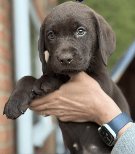 Could you help train this puppy for Dogs for Autism charity?