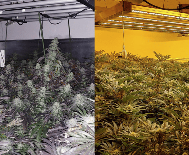 Police discover large-scale cannabis factory found at house