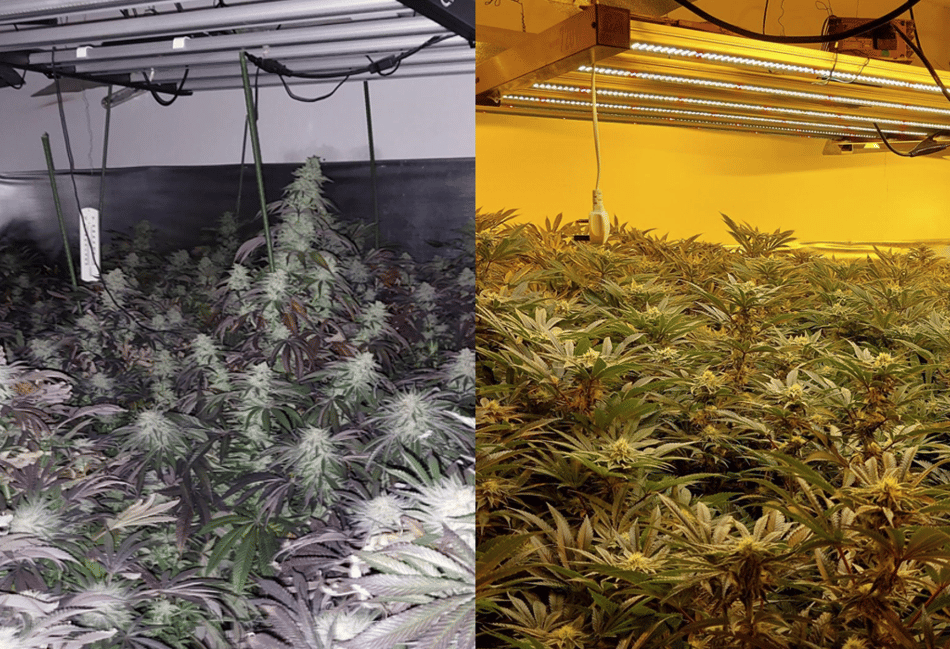 <p>The cannabis factory found at an address in Farnborough.</p>