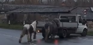 Upset as video of ponies behind pickup circulates in Kingsley
