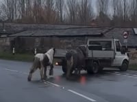 Upset as video of ponies behind pickup circulates in Kingsley