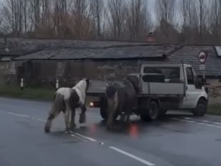 Upset as video of ponies behind pickup circulates in Kingsley