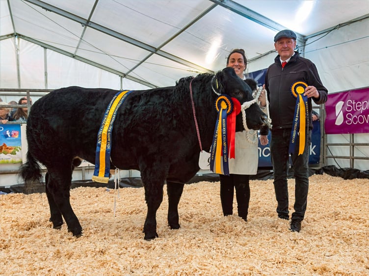 The Calcrafts' reserve champion Knight Rider at Truro Primestock Show 2025