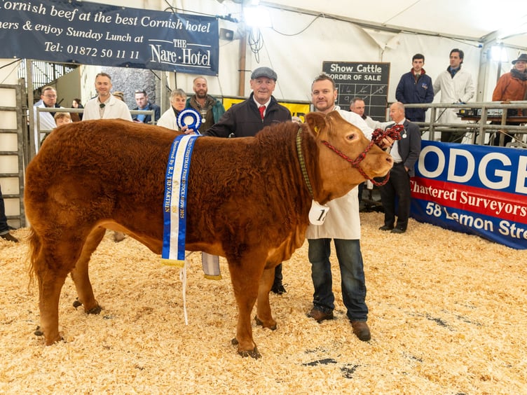 Truro Primestock Show 2025 reserve local champion: Cupcake, shown by the Penellums of Trispen